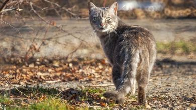 Karmiąca kotka zostawiała swoje nowo narodzone kocięta i uciekała do lasu. To zaniepokoiło właścicielkę, która postanowiła za nią podążyć…