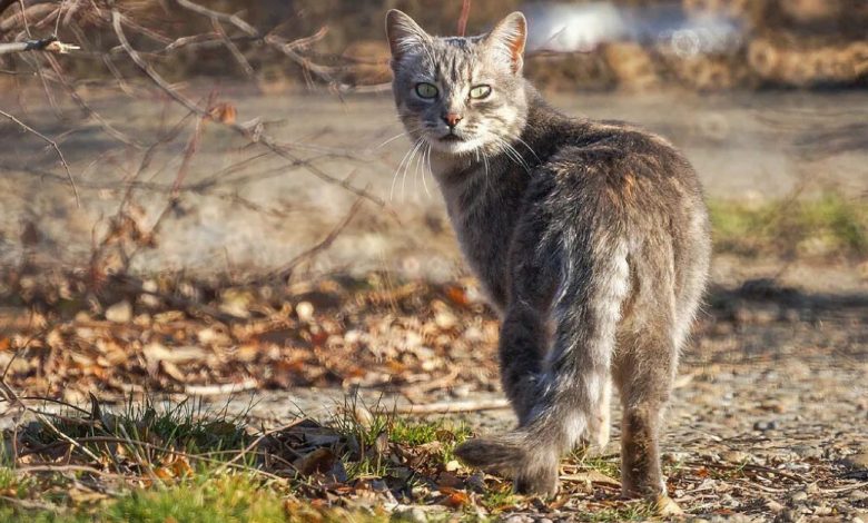 Karmiąca kotka zostawiała swoje nowo narodzone kocięta i uciekała do lasu. To zaniepokoiło właścicielkę, która postanowiła za nią podążyć…