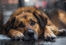Żywy pies leżał na mokrym śniegu niedaleko od świątyni, a wierni tylko przechodzili obok