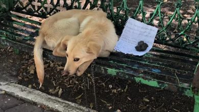 Ten pies został pozostawiony na ławce z niczym, prócz notatki błagającej o adopcję 💔
