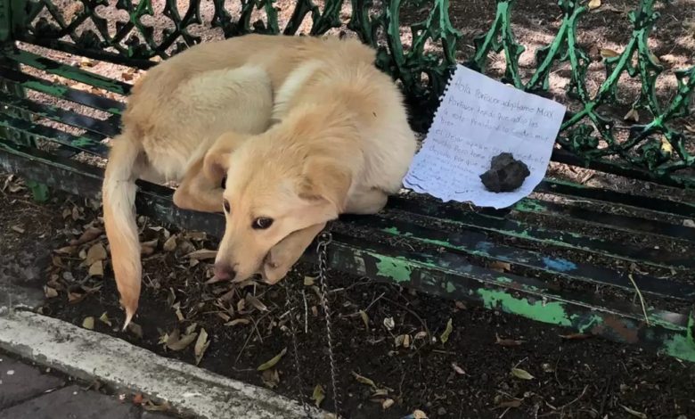 Ten pies został pozostawiony na ławce z niczym, prócz notatki błagającej o adopcję 💔