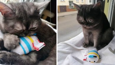 Ten kot był ciągle ignorowany w schronisku z powodu swojego zrzędliwego wyrazu💔