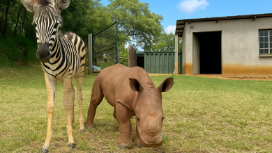 Pozostały bez mamy, mały nosorożec płakał, dopóki pod swoją opiekę nie wzięła go mała zebra…