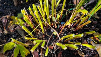 Nie przycinaj piwonii w ten sposób wczesną jesienią — oto dlaczego…