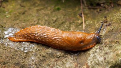 Jeśli w Twoim ogrodzie pojawił się ślimak nagi, nie spiesz się go niszczyć, oto dlaczego…