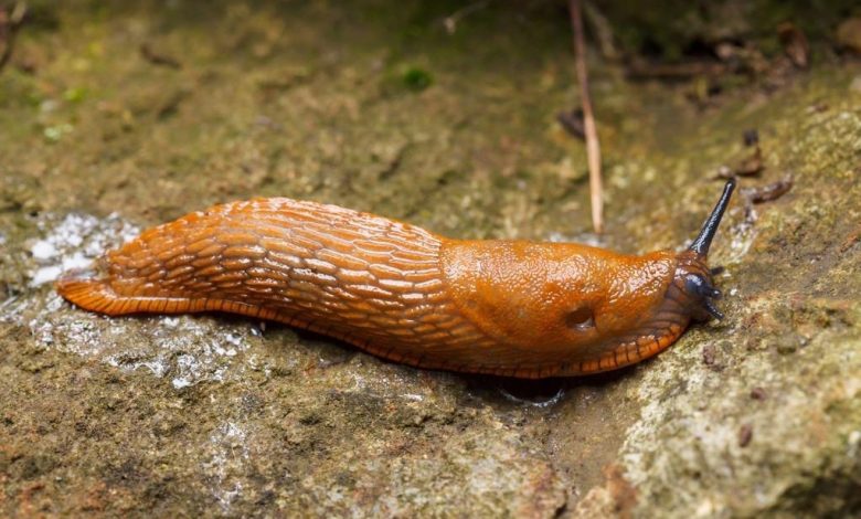 Jeśli w Twoim ogrodzie pojawił się ślimak nagi, nie spiesz się go niszczyć, oto dlaczego… Jeśli w Twoim ogrodzie pojawił się ślimak nagi, nie spiesz się go niszczyć, oto dlaczego…