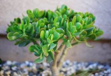 Wielu ludzi hoduje w domu grubosza jajowatego (Crassula ovata), znanego jako „drzewko szczęścia”. Ale mało kto wie o nim to, co poniżej