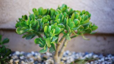 Wielu ludzi hoduje w domu grubosza jajowatego (Crassula ovata), znanego jako „drzewko szczęścia”. Ale mało kto wie o nim to, co poniżej