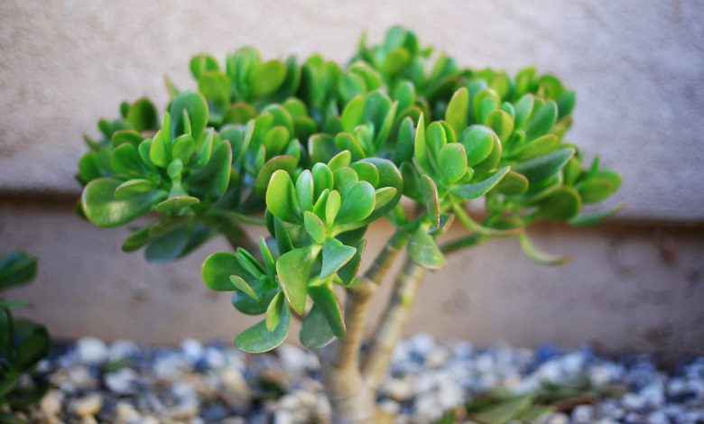 Wielu ludzi hoduje w domu grubosza jajowatego (Crassula ovata), znanego jako „drzewko szczęścia”. Ale mało kto wie o nim to, co poniżej Wielu ludzi hoduje w domu grubosza jajowatego (Crassula ovata), znanego jako „drzewko szczęścia”. Ale mało kto wie o nim to, co poniżej