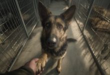 Wzięłam z przytułku najbardziej niechcianego psa — a kilka tygodni później nie mogłam uwierzyć w to, co się stało…