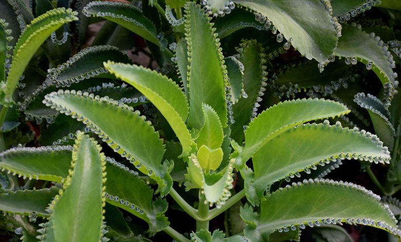 Kalanchoe – to nie tylko kwiat na Twoim parapecie. Oto po co nasze babcie je hodowały Kalanchoe – to nie tylko kwiat na Twoim parapecie. Oto po co nasze babcie je hodowały