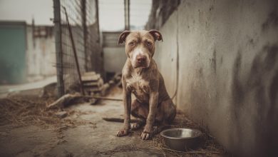 Został wyrzucony jak śmieć. Ale w końcu doczekał się miłości