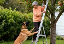 Złościłam się, że mój pies nie pozwala mi wspiąć się na drzewo, dopóki nie zobaczyłam, co się stało potem…