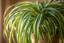 Chlorophytum — naturalny oczyszczacz powietrza w Twoim domu. Ten skromny zielony «odkurzacz» działa lepiej, niż Ci się wydaje