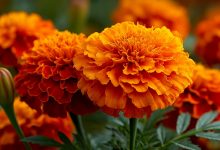 Aksamitki — lekarstwo na sto dolegliwości, które rośnie w każdym ogrodzie kwiatowym