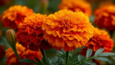 Aksamitki — lekarstwo na sto dolegliwości, które rośnie w każdym ogrodzie kwiatowym Aksamitki — lekarstwo na sto dolegliwości, które rośnie w każdym ogrodzie kwiatowym