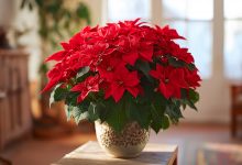 «Gwiazda betlejemska» poinsecja — główne sekrety i zasady pielęgnacji tej rośliny «Gwiazda betlejemska» poinsecja — główne sekrety i zasady pielęgnacji tej rośliny