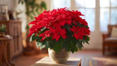 «Gwiazda betlejemska» poinsecja — główne sekrety i zasady pielęgnacji tej rośliny