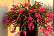 Czego nie lubi kaktus bożonarodzeniowy: 5 głównych przeciwwskazań w pielęgnacji