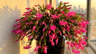 Czego nie lubi kaktus bożonarodzeniowy: 5 głównych przeciwwskazań w pielęgnacji