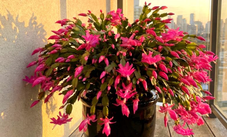 Czego nie lubi kaktus bożonarodzeniowy: 5 głównych przeciwwskazań w pielęgnacji