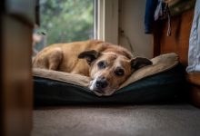 Porzucony pies w moim schronisku rozpoznał swojego byłego właściciela. Okazało się jednak, że nie przyszedł po niego…