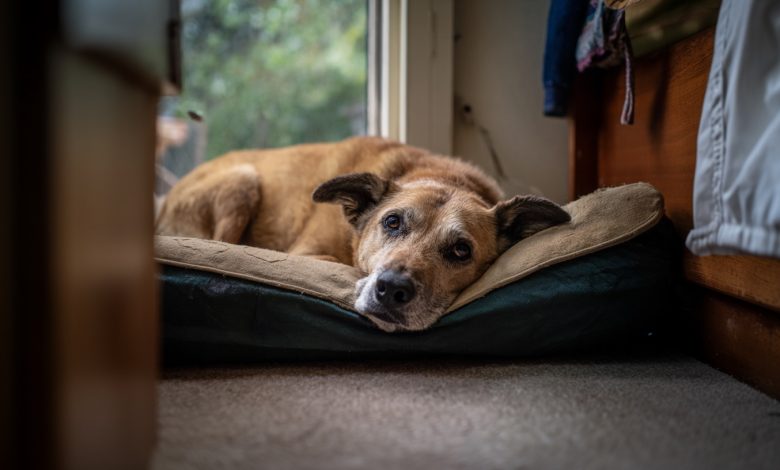 Porzucony pies w moim schronisku rozpoznał swojego byłego właściciela. Okazało się jednak, że nie przyszedł po niego…