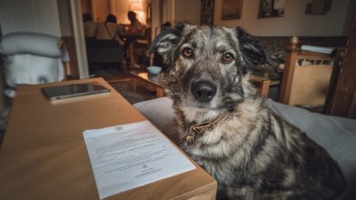 Babcia zostawiła pazernemu kuzynowi sto tysięcy. Mnie — starego psa. Okazało się, że pies skrywał tajemnicę