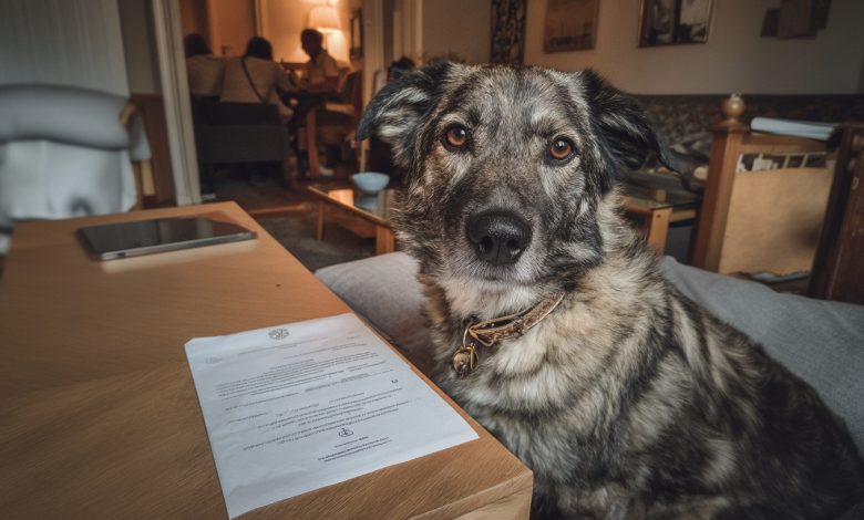 Babcia zostawiła pazernemu kuzynowi sto tysięcy. Mnie — starego psa. Okazało się, że pies skrywał tajemnicę