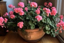 Pelargonia — naturalny środek antyseptyczny i obrońca Twojego domu. Ta prosta roślina działa ciszej niż jakikolwiek oczyszczacz powietrza Pelargonia — naturalny środek antyseptyczny i obrońca Twojego domu. Ta prosta roślina działa ciszej niż jakikolwiek oczyszczacz powietrza