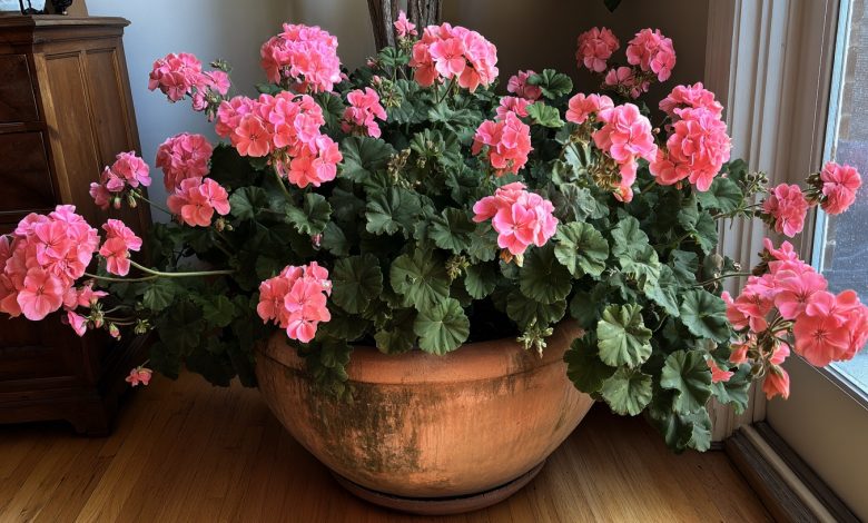 Pelargonia — naturalny środek antyseptyczny i obrońca Twojego domu. Ta prosta roślina działa ciszej niż jakikolwiek oczyszczacz powietrza