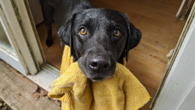 Mój pies przyniósł do domu sweter mojej zmarłej córki, a potem zaprowadził mnie do miejsca, które mnie zamurowało…