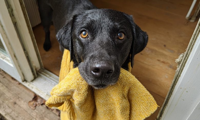 Mój pies przyniósł do domu sweter mojej zmarłej córki, a potem zaprowadził mnie do miejsca, które mnie zamurowało… Mój pies przyniósł do domu sweter mojej zmarłej córki, a potem zaprowadził mnie do miejsca, które mnie zamurowało…