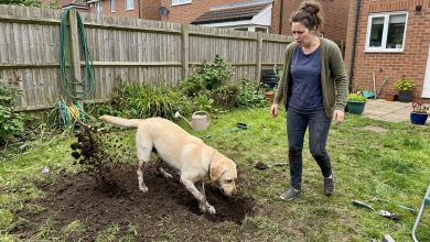 Pies sąsiada wykopał paczkę na moim podwórku — policja przyjechała po 15 minutach