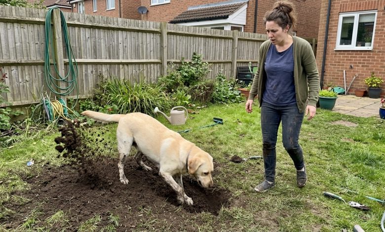 Pies sąsiada wykopał paczkę na moim podwórku — policja przyjechała po 15 minutach