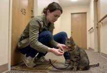 Sąsiad zniknął, zostawiając mi kota — a kilka tygodni później znalazłam w obroży klucz i notatkę