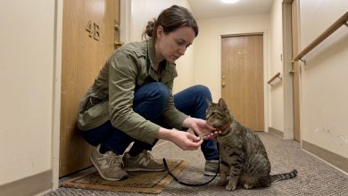 Sąsiad zniknął, zostawiając mi kota — a kilka tygodni później znalazłam w obroży klucz i notatkę Sąsiad zniknął, zostawiając mi kota — a kilka tygodni później znalazłam w obroży klucz i notatkę