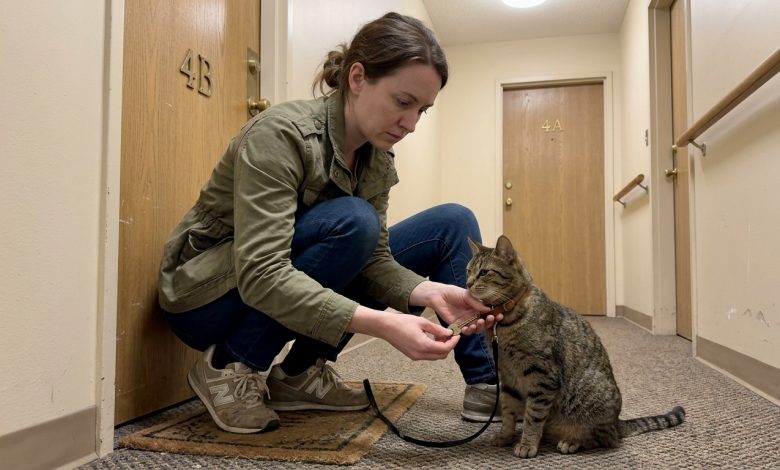 Sąsiad zniknął, zostawiając mi kota — a kilka tygodni później znalazłam w obroży klucz i notatkę Sąsiad zniknął, zostawiając mi kota — a kilka tygodni później znalazłam w obroży klucz i notatkę