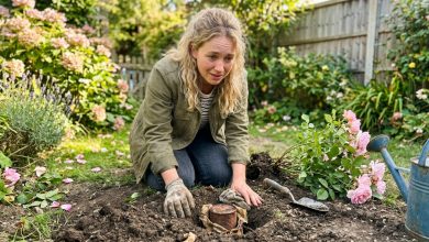 Rok po tym, jak odeszła babcia, dotrzymałem obietnicy i przeniosłem jej krzew róży — nie spodziewałem się, co było zakopane pod nim