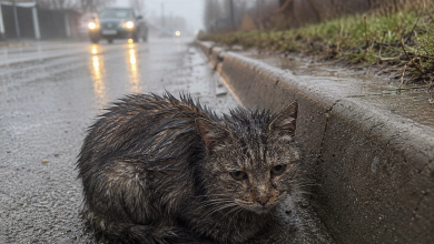 Przez trzy dni czekał przy drodze, bo wciąż wierzył, że jego ludzie wrócą