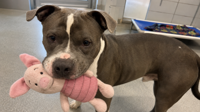 W najdalszym boksie siedział dorosły pitbull z zabawką w pysku. A kiedy podeszliśmy bliżej, zrobił coś, czego pracownicy schroniska nigdy wcześniej nie widzieli…