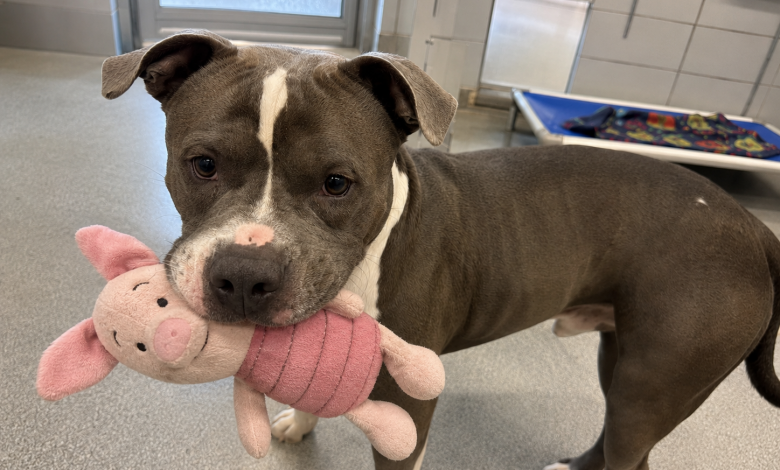 W najdalszym boksie siedział dorosły pitbull z zabawką w pysku. A kiedy podeszliśmy bliżej, zrobił coś, czego pracownicy schroniska nigdy wcześniej nie widzieli…