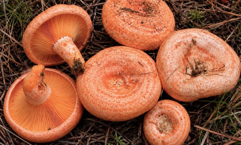 Grzyby, które można jeść na surowo. TOP 5 Grzyby, które można jeść na surowo. TOP 5